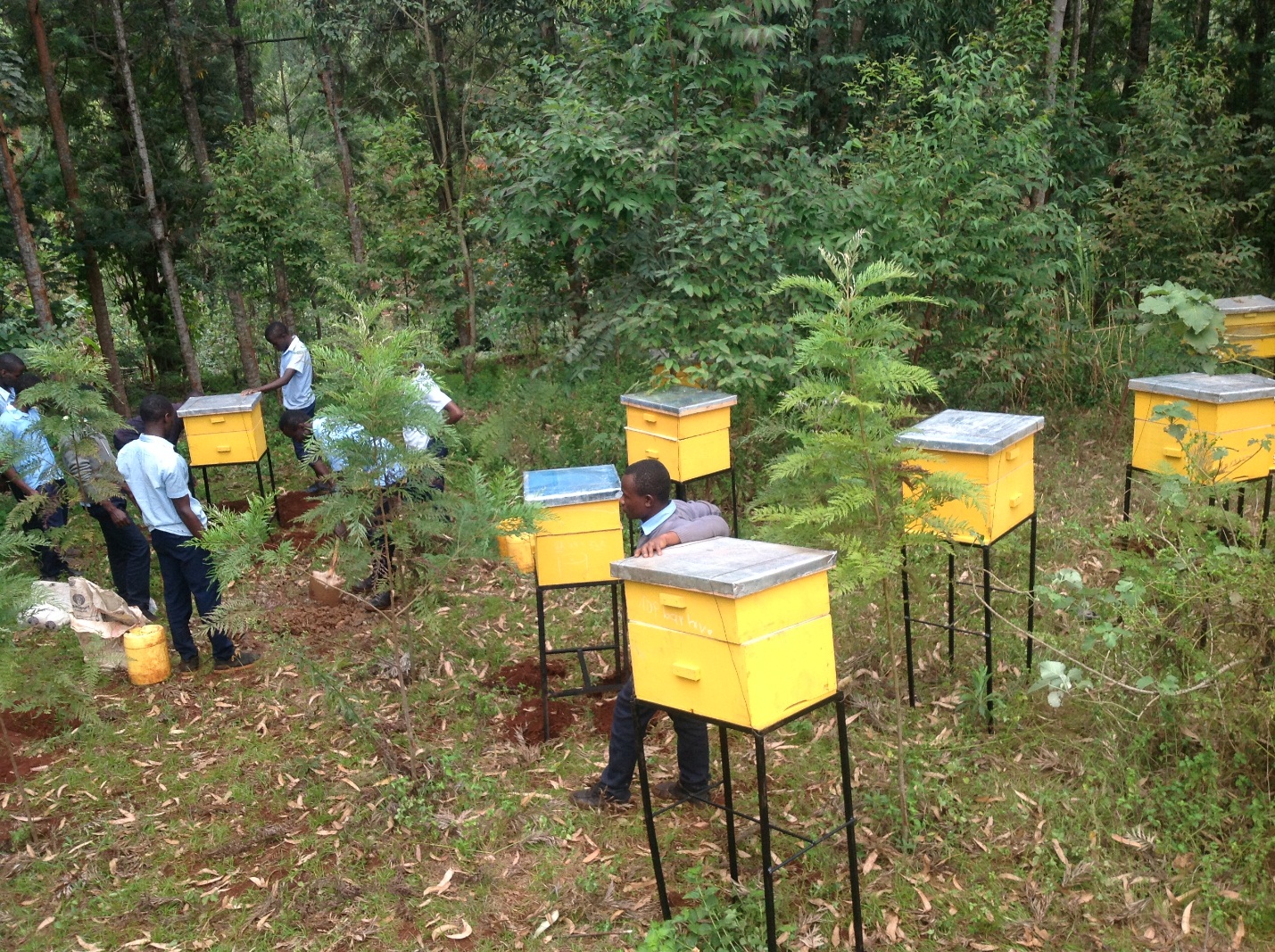 Installation of beehives